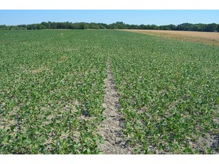 Property photo 35 - 108 +/- Acres Offered in 2 Tracts - Land Auction